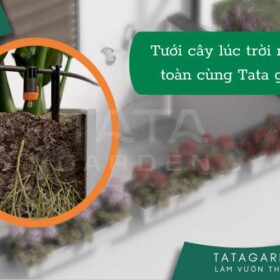 Tưới Cây Lúc Trời Nắng như thế nào để cây không bị héo lá và chết
