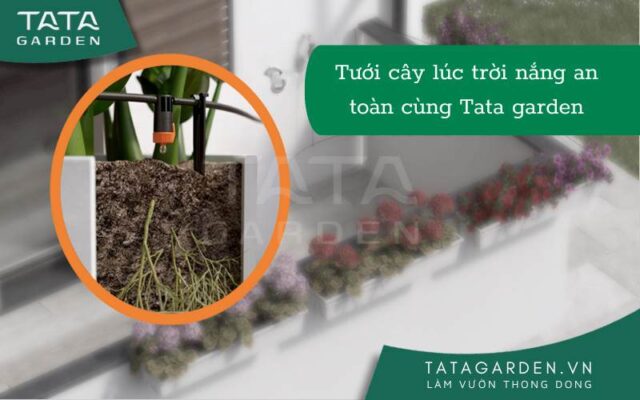 Tưới cây lúc trời nắng an toàn
