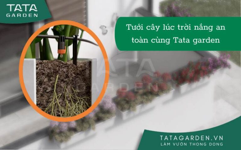 Tưới Cây Lúc Trời Nắng như thế nào để cây không bị héo lá và chết