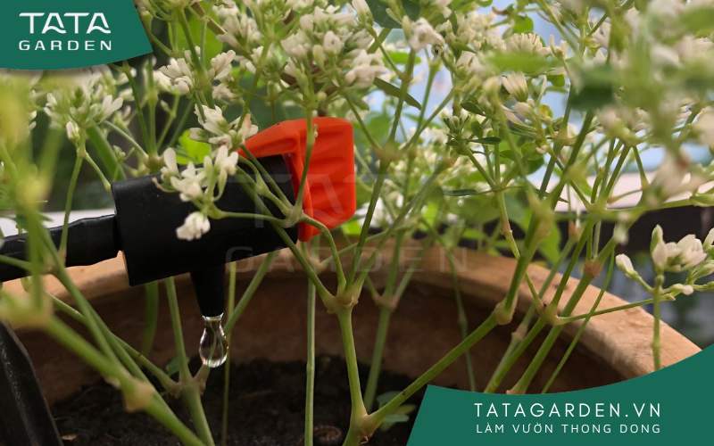 Nên lựa chọn thời điểm tốt để tưới cho cây