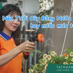 Nên Tưới Cây Bằng Nước Lọc tốt hay nước mưa tự nhiên tốt hơn
