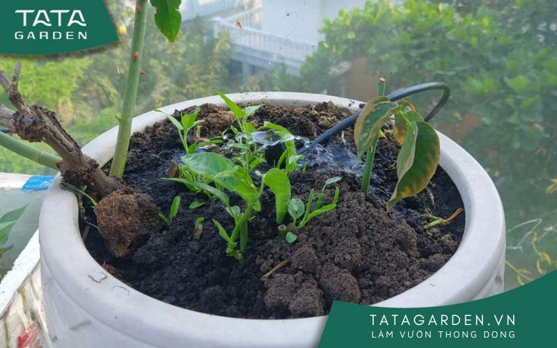 Tưới đủ nước vào thời điểm thích hợp cho cây giúp cây phát triển khỏe mạnh