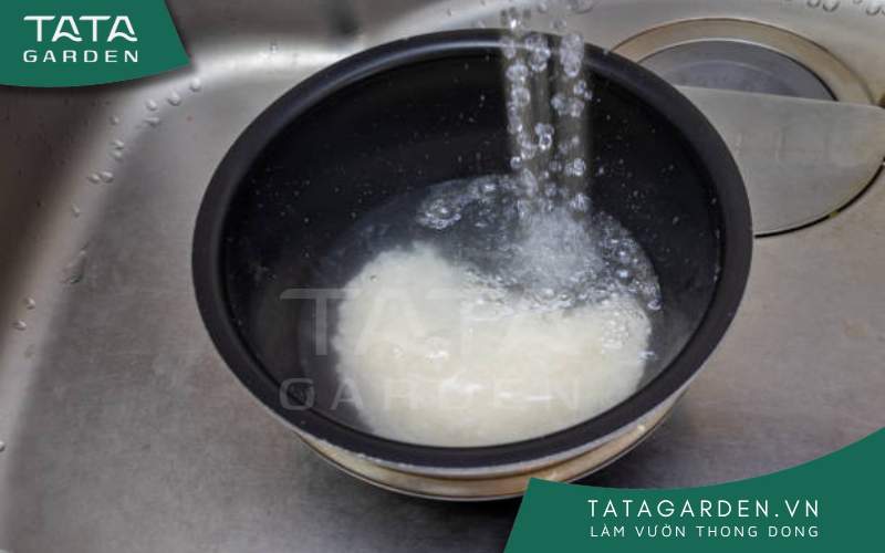 Sử dụng nước vo gạo đúng cách đem lại hiệu quả cao