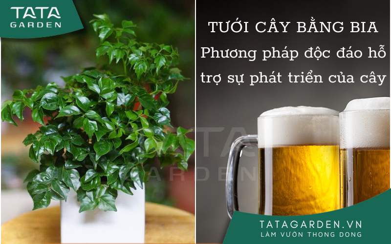 Tưới cây bằng bia