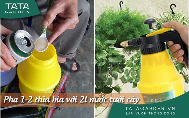 Tưới cây bằng bia giúp bỗ sung chất dinh dưỡng thiết yếu cho cây