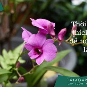 Tưới Cây Hoa Lan Khi Nào trong ngày để ra nhiều hoa nhất