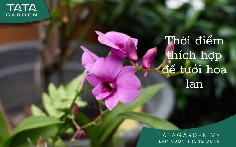 Tưới cây hoa lan đúng cách