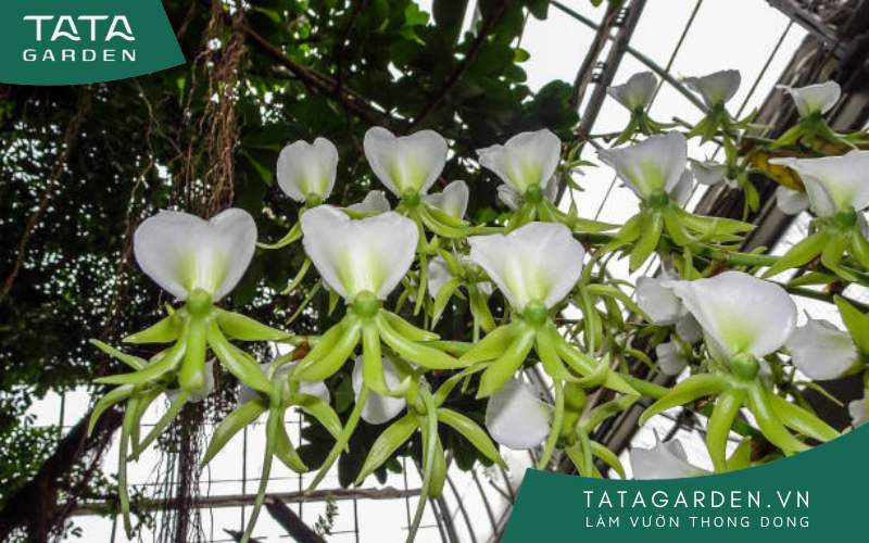 Phương pháp tưới hoa lan chuẩn giúp lan phát triển khỏe mạnh