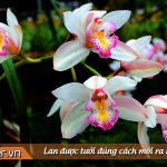 Hướng dẫn Tưới Cây Hoa Lan Bằng Vitamin B1