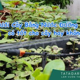 Cẩn thận khi Tưới Cây Bằng Nước Đường, giải pháp tưới cây an toàn