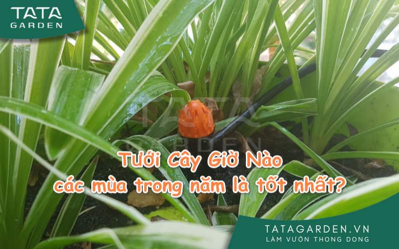 Nên tưới cây vào giờ nào