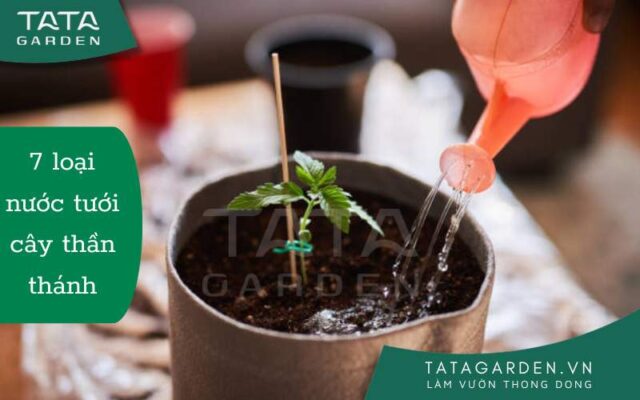 Các loại nước tưới cây thân thánh