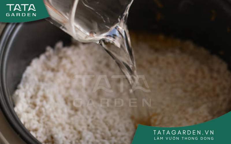 Nước vo gạo đem lại rất nhiều lợi ích cho cây