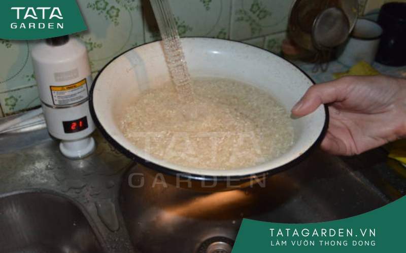 Tưới cây bằng nước vo gạo để bổ sung chất dinh dưỡng cho cây trồng