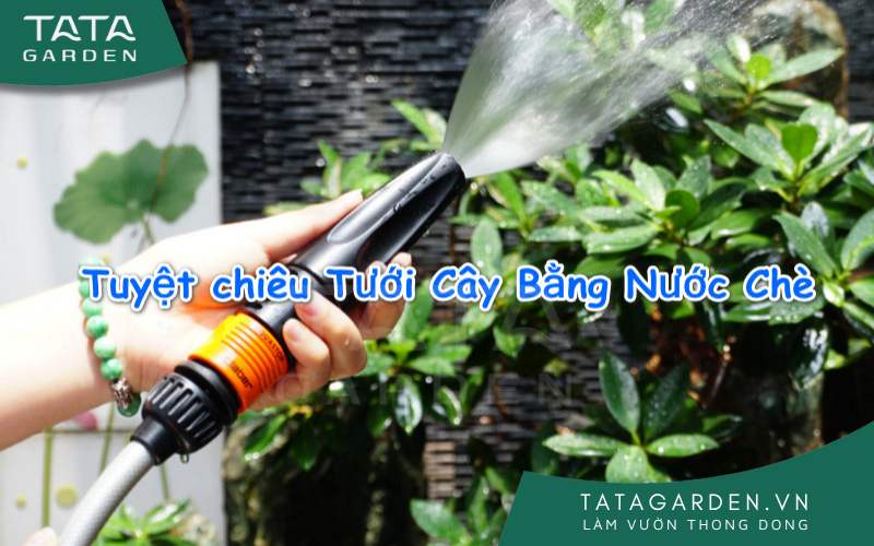 Sử dụng thiết bị hỗ trợ việc tưới cây bằng nước trà
