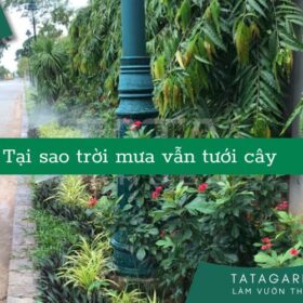 Tại sao trời mưa vẫn cần tưới cây, hiểu đúng để chăm sóc cây tốt nhất
