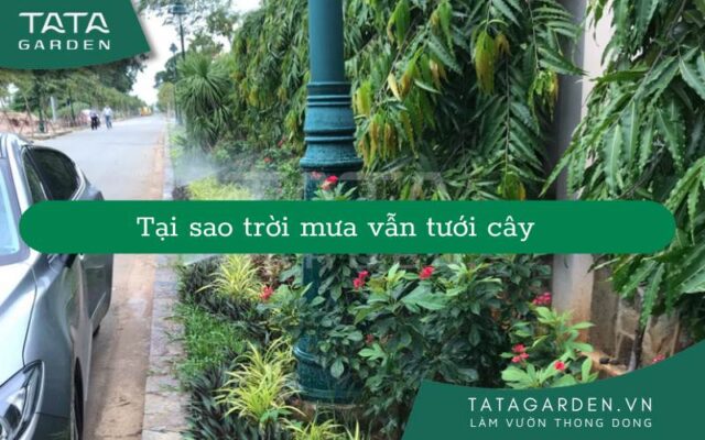 ly do vẫn để Thiết bị tưới cây hoạt động khi trời mưa