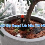 Nên Tưới Cây Bonsai Lúc Nào Tốt Nhất, kỹ thuật chăm sóc cây cảnh 2019