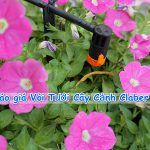 Báo giá Vòi Tưới Cây Cảnh chính hãng Claber