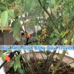 Tự chế thiết bị Tưới Cây Nhỏ Giọt Bằng Dây Truyền Dịch