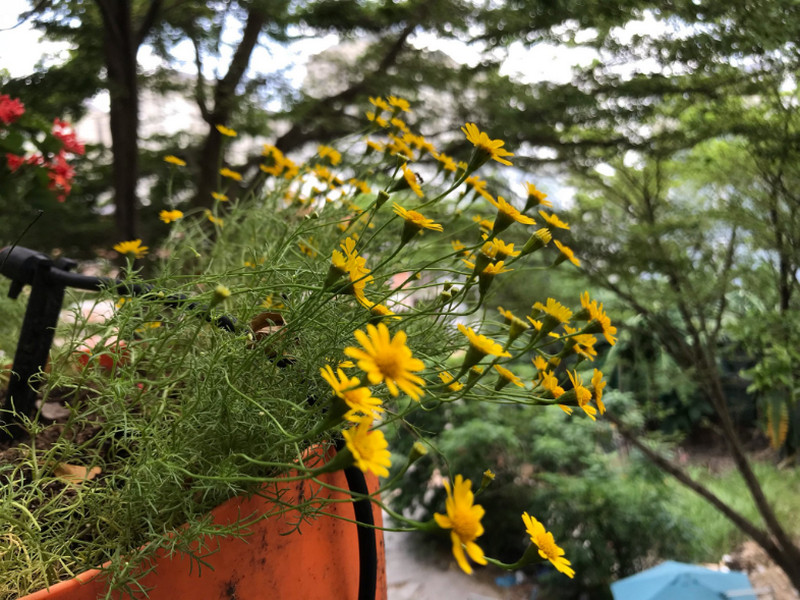 voi-tuoi-cay-phun-suong