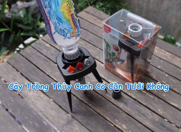 Cây trồng thủy canh có cần tưới nước không, hướng dẫn trồng cây thủy canh tại nhà