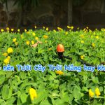 Có nên Tưới Cây Trời Nắng hay không, tưới cây như thế nào là tốt nhất