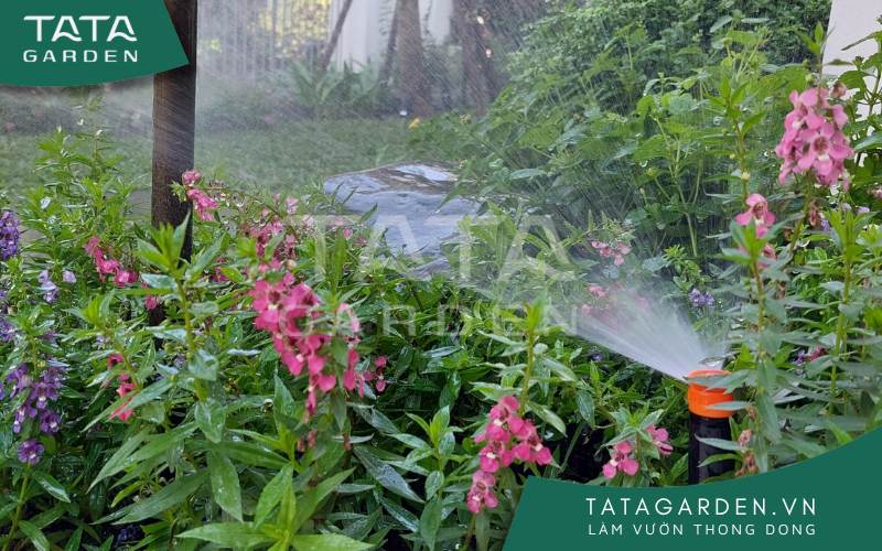 Tưới nước duy trì độ ẩm cho đất trồng