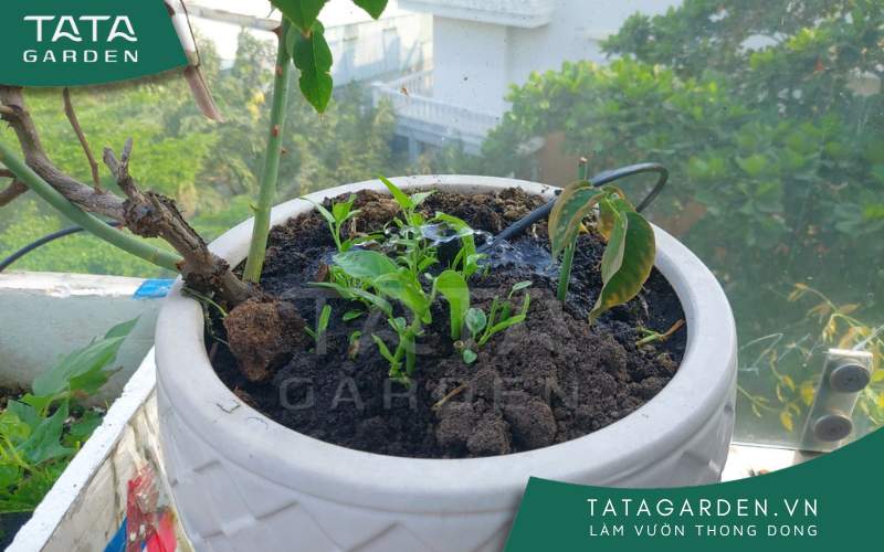 Tưới cây bằng nước ấm hay nước lạnh là một câu hỏi mà rất nhiều người quan tâm