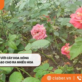 Bật mí cách Tưới Cây Hoa Hồng Bằng Nước Vo Gạo cho ra nhiều hoa