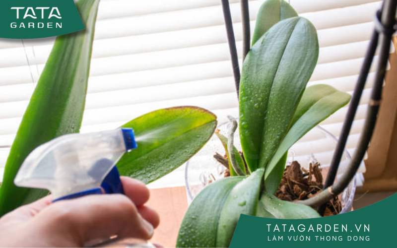 Nhận biết tình trạng thiếu hoặc thừa nước ở hoa lan để điều chỉnh chế độ nước tưới cho phù hợp