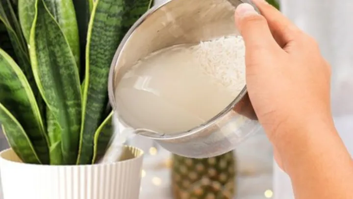 Ưu và nhược điểm khi tưới cây bằng nước vo gạo để qua đêm
