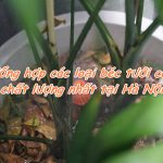 Tổng hợp các loại béc tưới cây chất lượng nhất tại Hà Nội