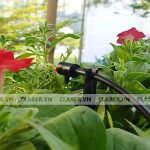 Mách nhỏ cách Tưới Cây An Toàn Ban Đêm đảm bảo cây không bị sâu bệnh