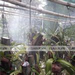 Hướng dẫn Tưới Cây Phong Lan dành cho người mê lan