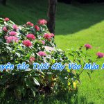 Nguyên tắc vàng Tưới Cây Vào Mùa Hè  nhất định hữu ích cho bạn