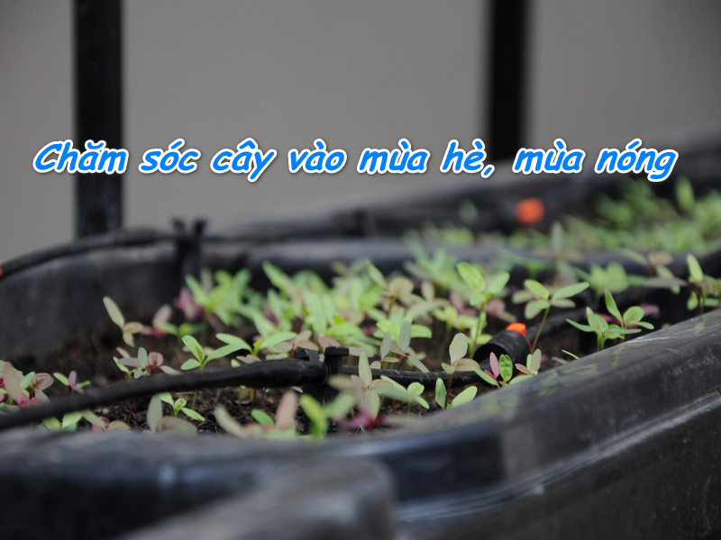 nguyen-tac-vang-tuoi-cay-vao-mua-he-nhat-dinh-huu-ich-cho-ban1