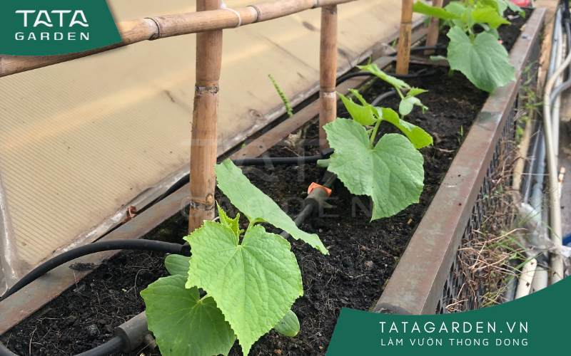 Nên lựa chọn thiết bị tưới phù hợp với áp lực nước yếu