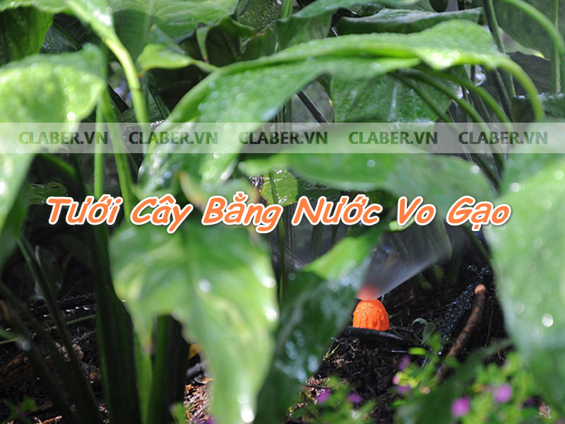 tưới cây bằng nước vo gạo