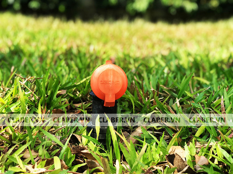 tuoi-cay-bang-nuoc-vo-gao-de-qua-dem1