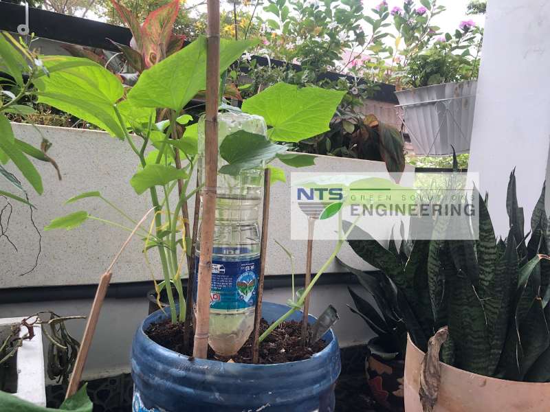 Tự chế thiết bị tưới cây chỉ bằng một chai nước