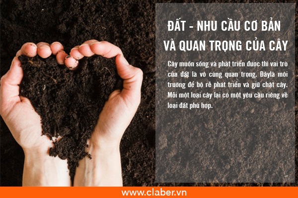 ĐẤT - NHU CẦU CƠ BẢN VÀ QUAN TRỌNG CỦA CÂY
