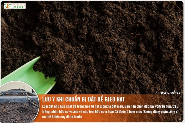  trồng hoa từ hạt giống