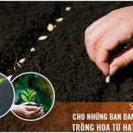 5 lưu ý cho những bạn đang muốn trồng hoa từ hạt giống