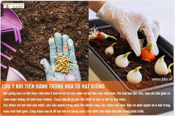 TRỒNG HOA TỪ HẠT GIỐNG