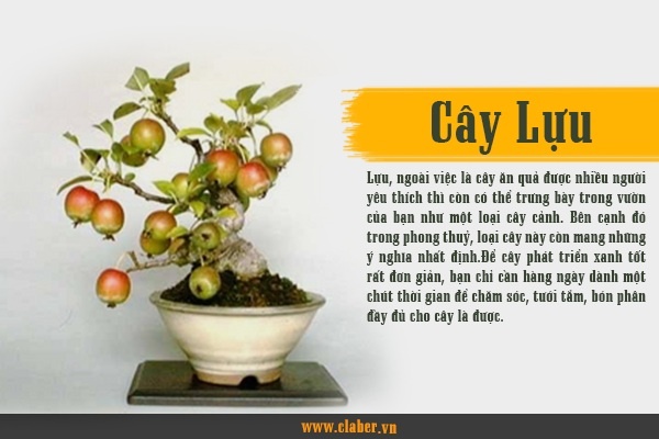 CÂY LỰU