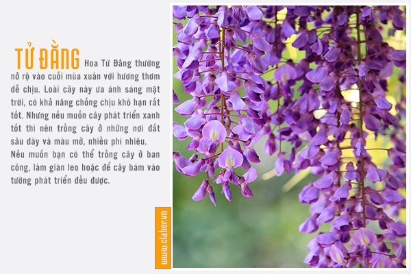 TỬ ĐẰNG, LOẠI CÂY LEO XANH QUANH NĂM
