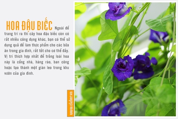 CÂY HOA ĐẬU BIẾC