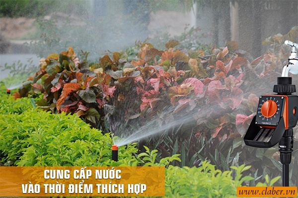 CUNG CẤP NƯỚC VÀO MỘT THỜI ĐIỂM THÍCH HỢP