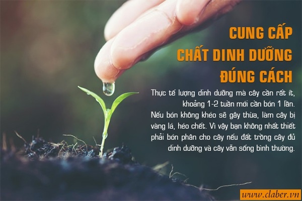 CUNG CẤP CHẤT DINH DƯỠNG ĐÚNG CÁCH